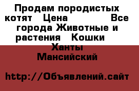 Продам породистых котят › Цена ­ 15 000 - Все города Животные и растения » Кошки   . Ханты-Мансийский